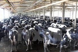  Exploitation laitiere et bovine en Russie a vend  