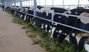   Russia - dairy, cereal farms for sale REF : RU4