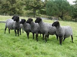  Farm in RUSSIA - SHEEP FARM for sale REF : RU 06 
