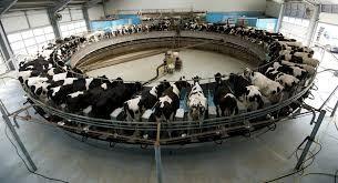 Russie - ferme laitiere a vendre...REF : RU 8 